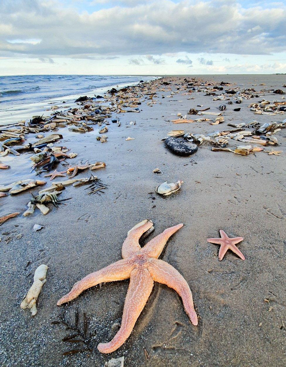 Starfish