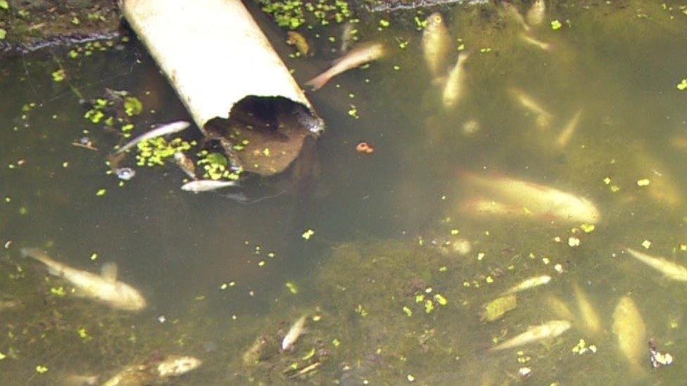 Fish in the Lancaster Canal after a slurry spillage