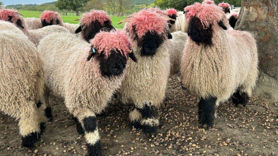 Sheep with pink hair, in a group