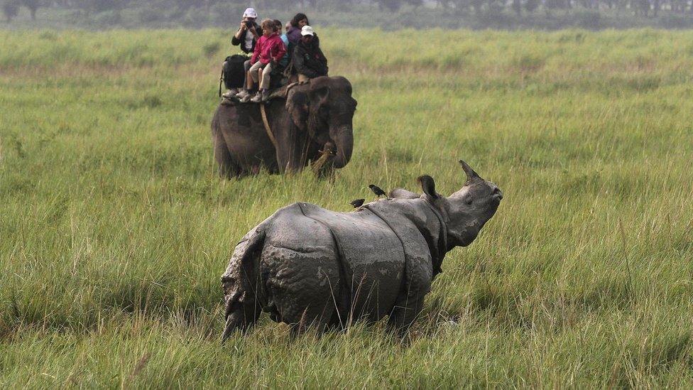 A one-horned rhino