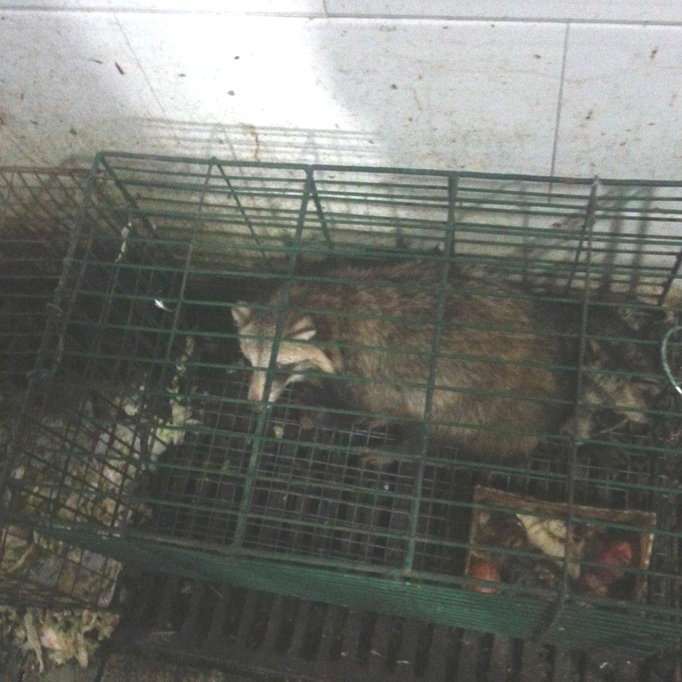 Racoon dog for sale at Huanan market in Wuhan, China (c) Eddie Holmes