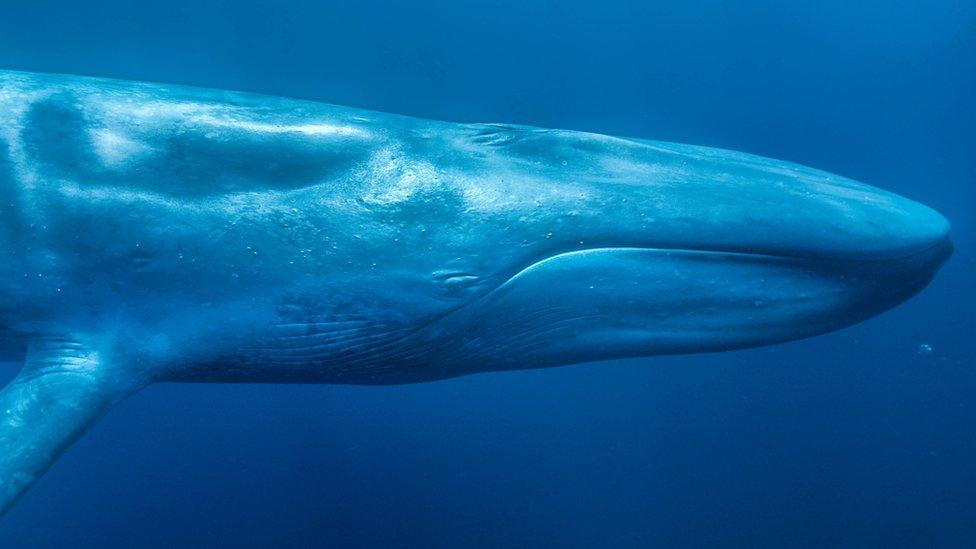 Blue whale