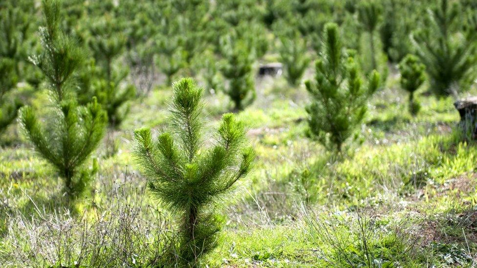 Newly-planted trees