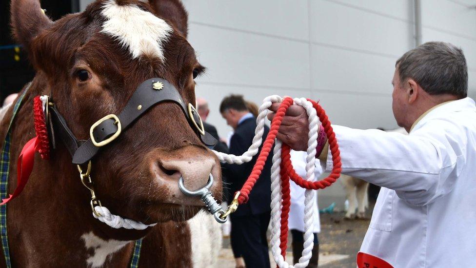 Balmoral Show