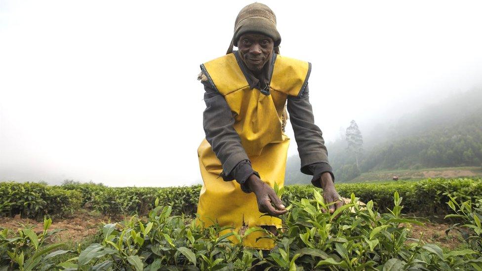 Rwandan tea farmer