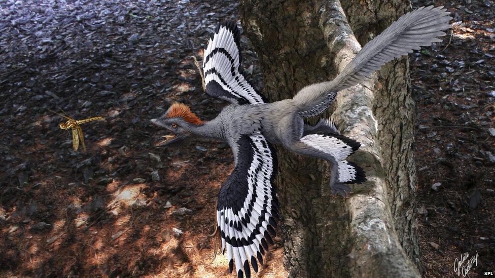 Feathered dinosaur