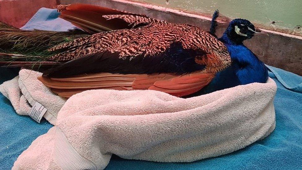 Injured peacock