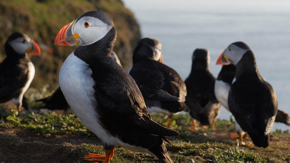 Puffins on Skomer Island, off the Pembrokeshire coast