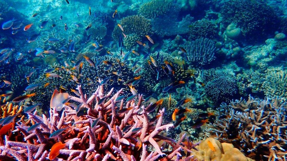 Coral off Ko Surin island, Thailand