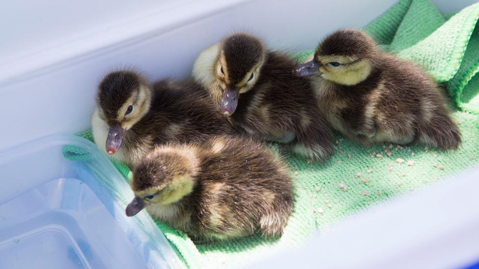 Madagascar pochard ducklings