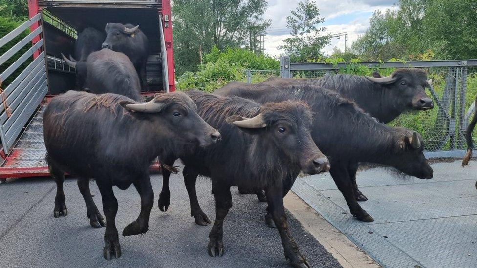 Water buffalo arriving at Thorley Wash Nature Reserve