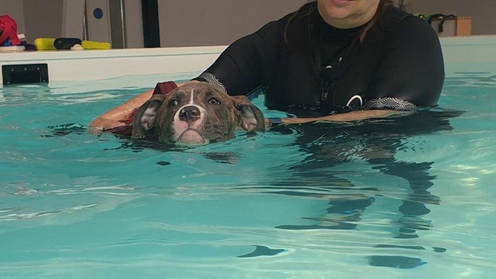 Winnie having swimming lessons