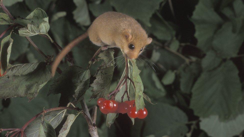 Dormouse