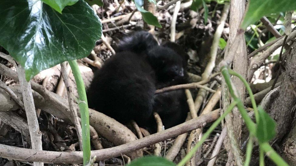 Kittens in a bird's nest