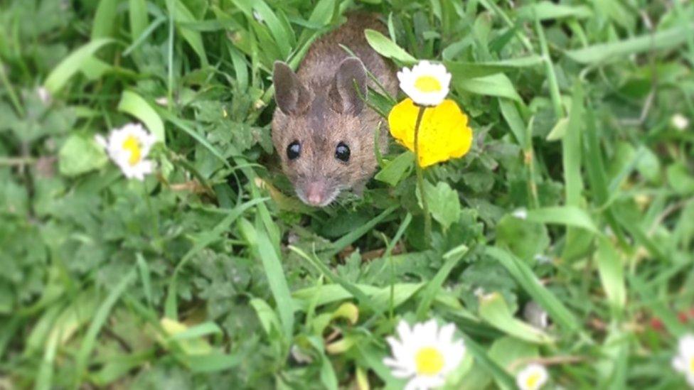 A little mouse sneaking out of its hole to eat the bird seed left on the ground