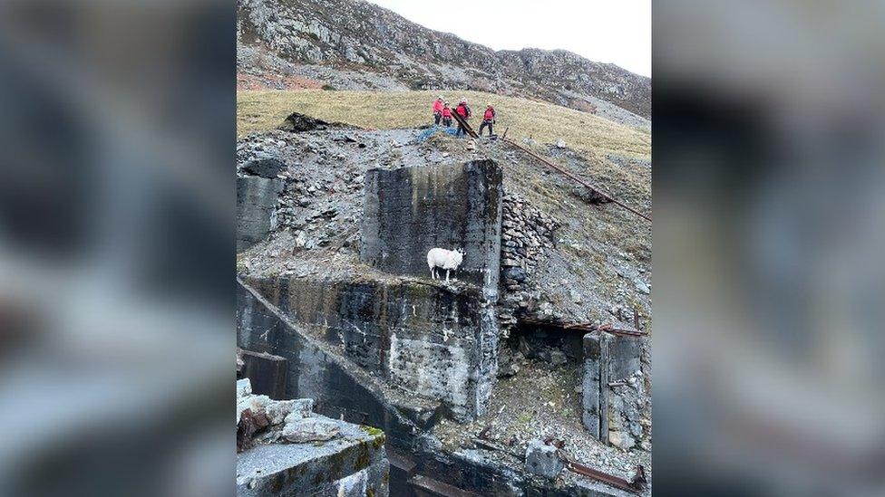 Sheep rescue