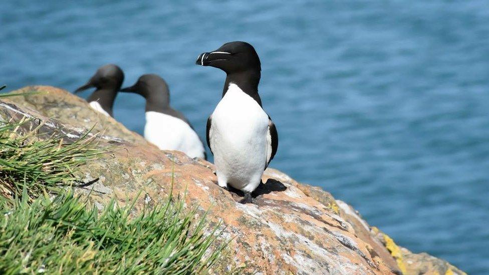 A Razorbill on Skomer Island