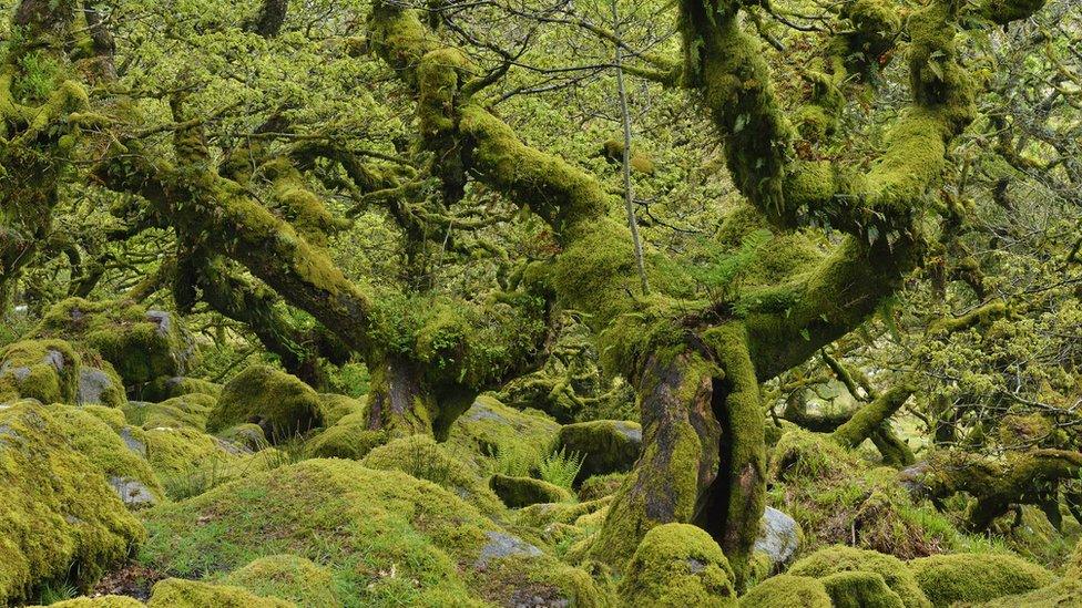 wistman's wood dartmoor