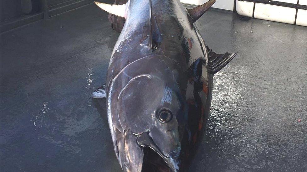 Giant tuna caught off Pembrokeshire