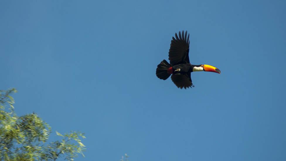 Toucan in Manitoba