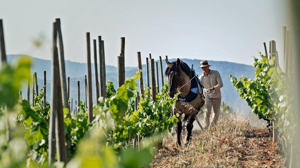 Man and horse in vineyard