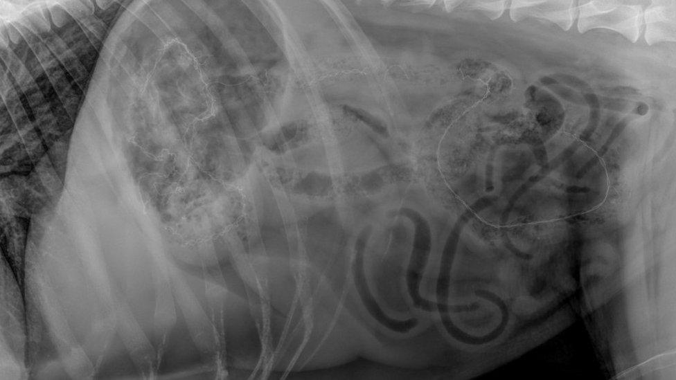 The X-ray of Benji