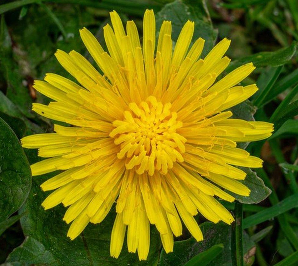 An close up image of a dandelion