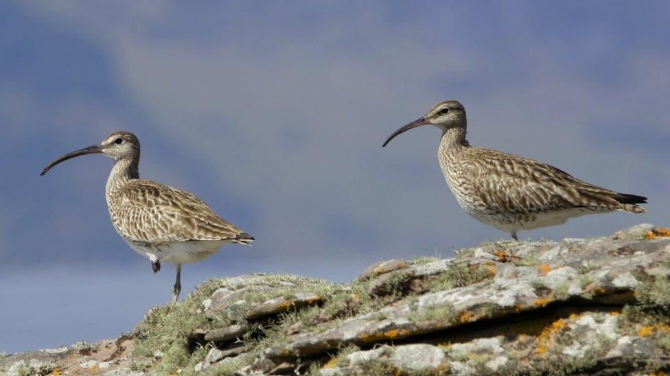 Whimbrel