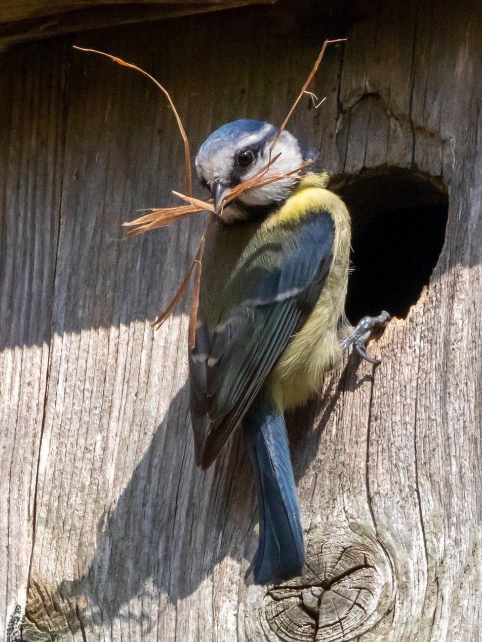 A Bluetit bird