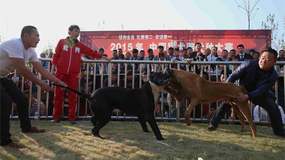 A dog fight in China