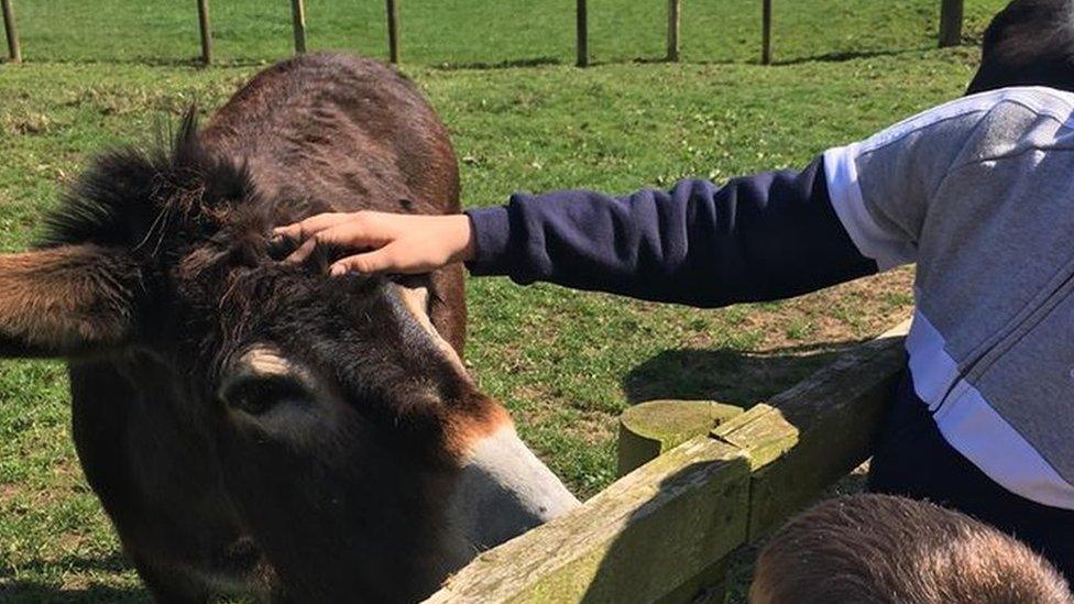 Donkey and children