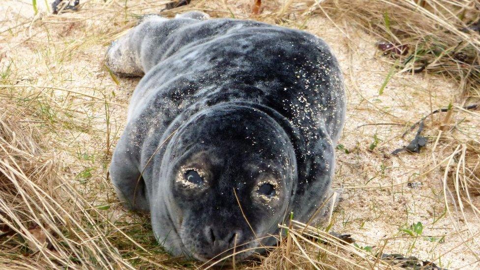 Seal pup