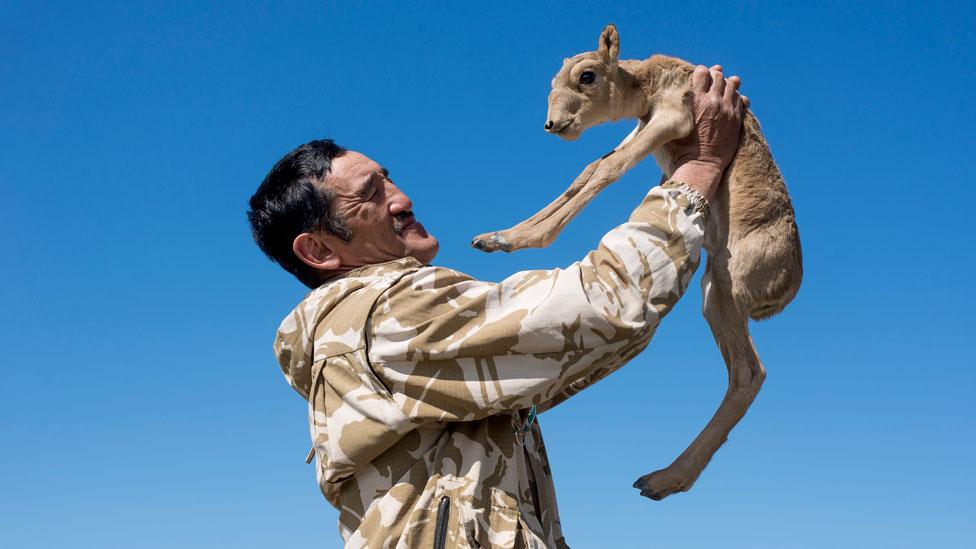 Yerlan Nurgaliev holding a baby saiga