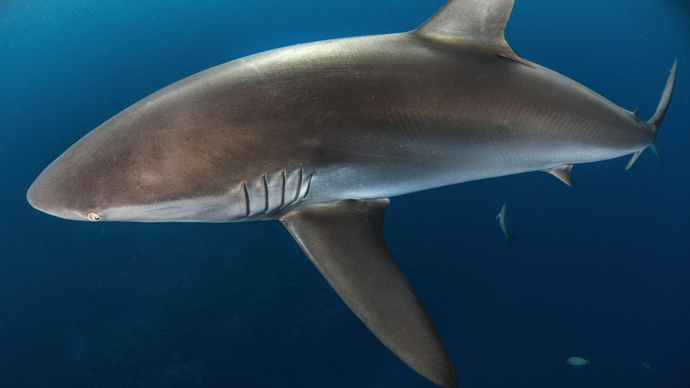 silky-shark