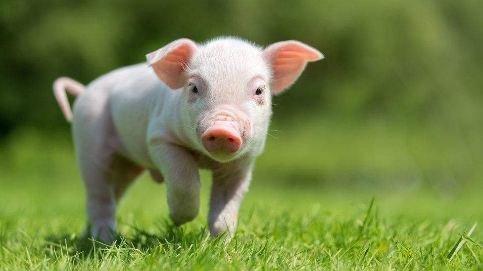 Newborn piglet