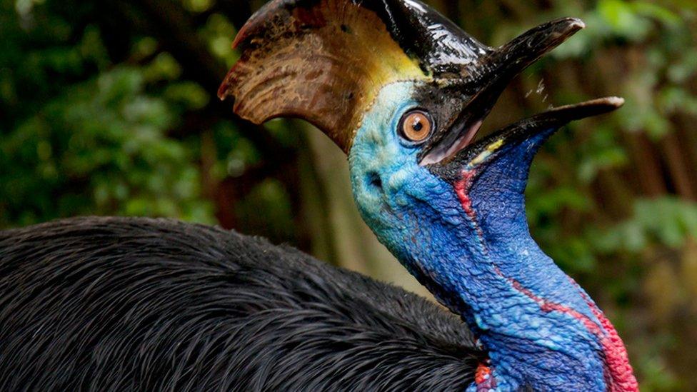 Cassowary.