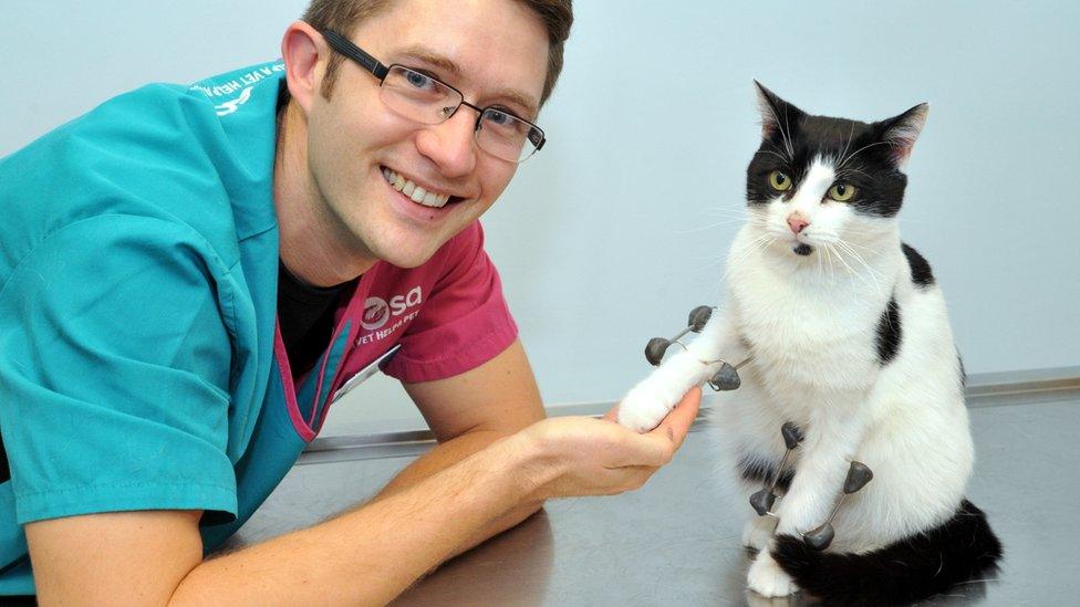 Shinji Hancock with the vet