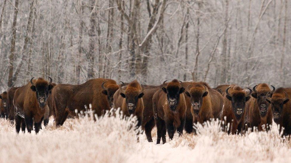 European bison