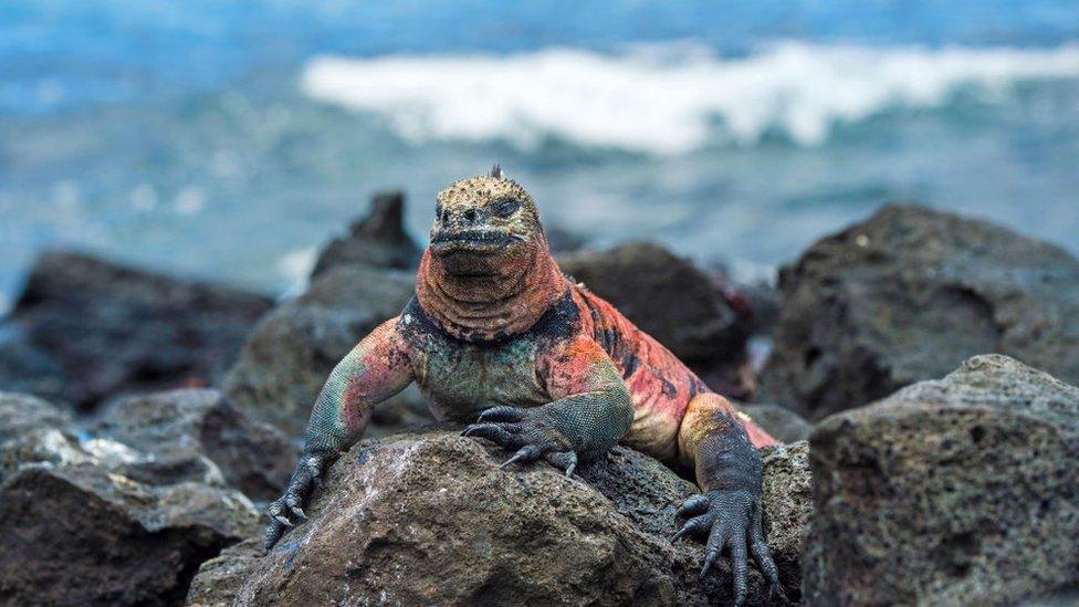 Brightly-colored marine iguana, Amblyrhynchus cristatus venustissimus, an endemic species on Floreana Island, Galapagos Islands, Ecuador.