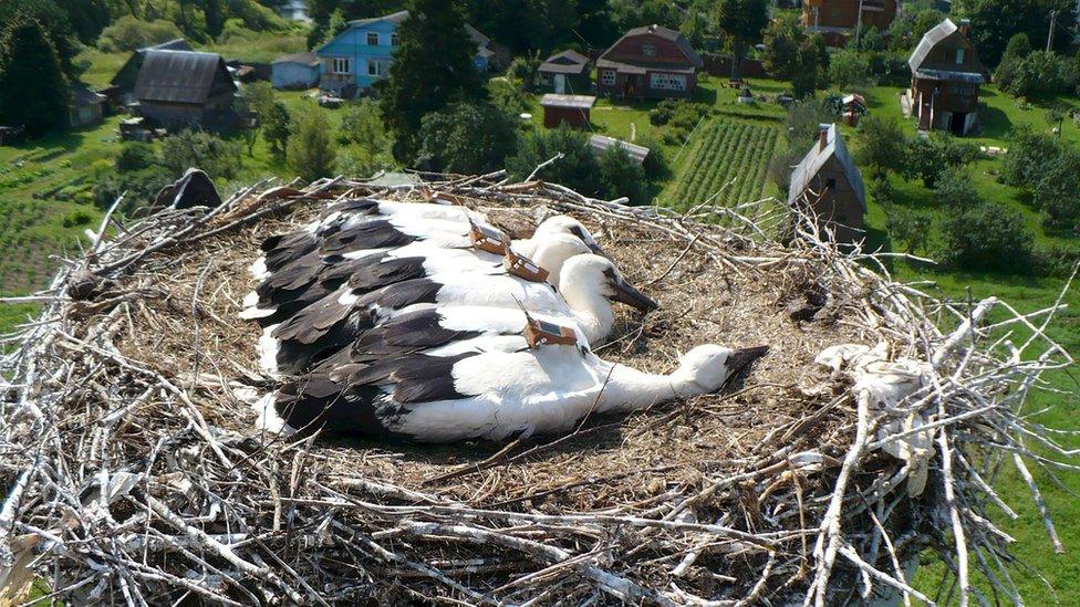 Juvenile storks from Russia with GPS tag