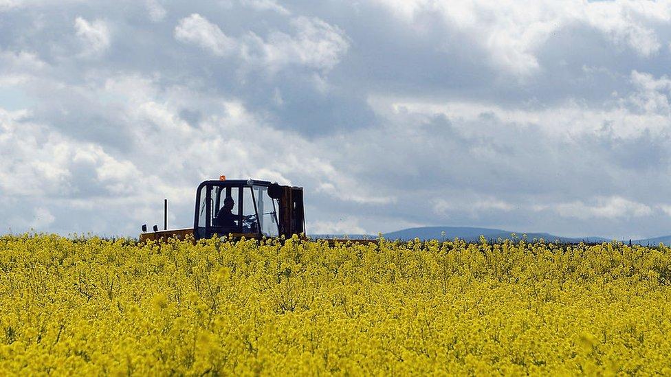 Field of oilseed rape