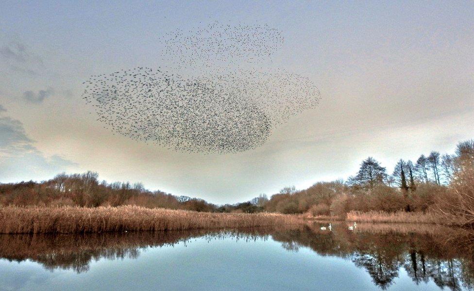 Delta pond at Attenborough Nature Reserve