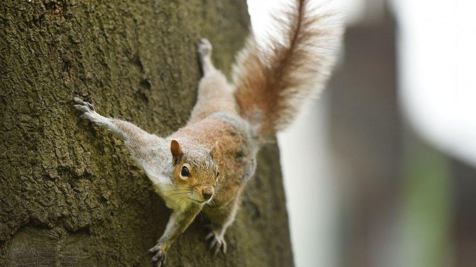 Grey squirrel