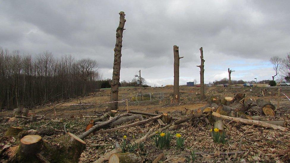 Trees removed to build the A21 in Sussex