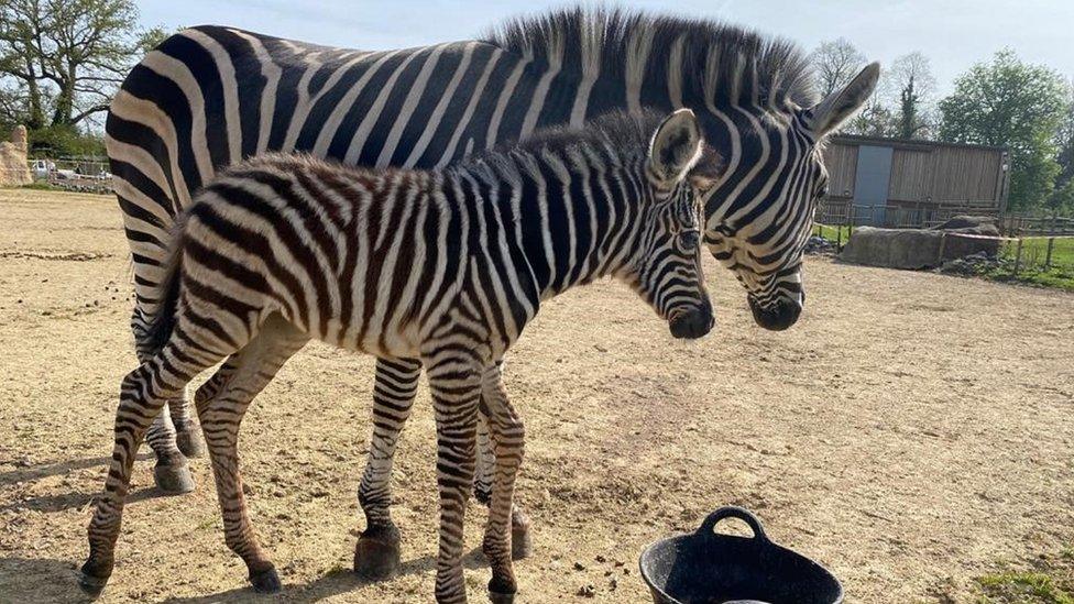 Zebra foal and mother