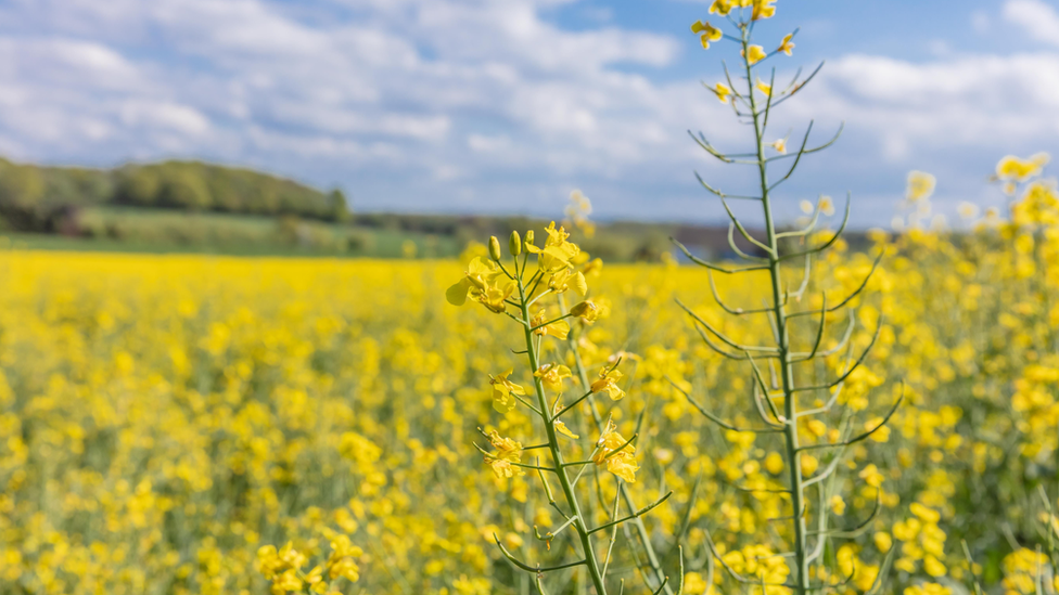 Rapeseed field