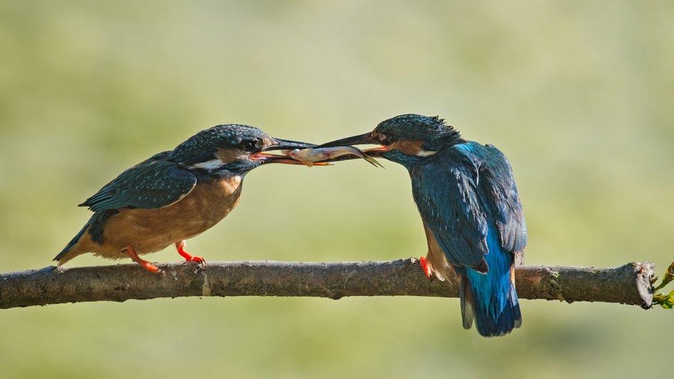 Kingfishers