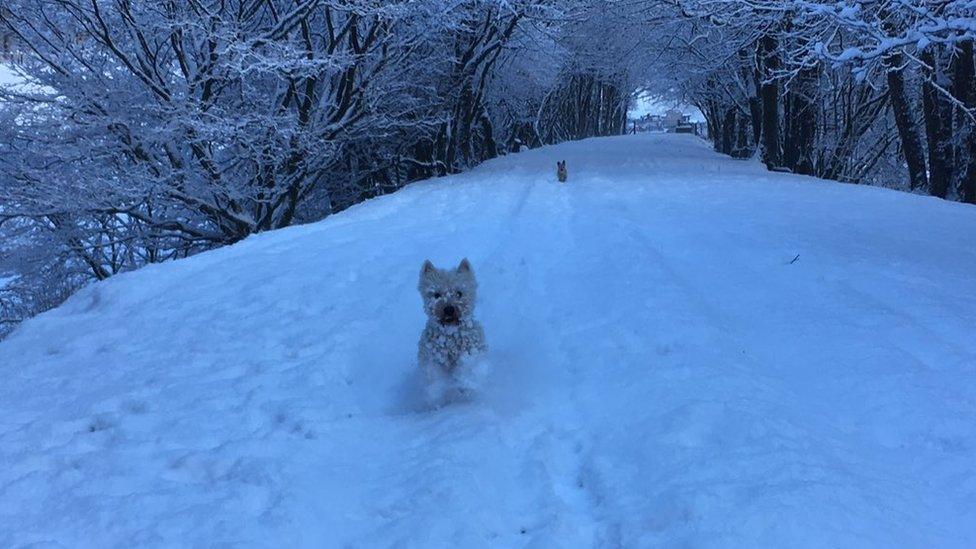 Poppy the Westie enjoying the snow near Llanuwchllyn