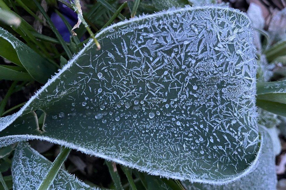 Frosty leaf