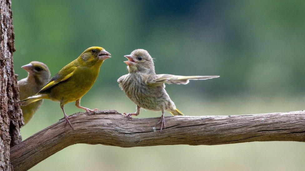 Two birds on a branch, whilst one points away, seemingly telling the other one to budge off